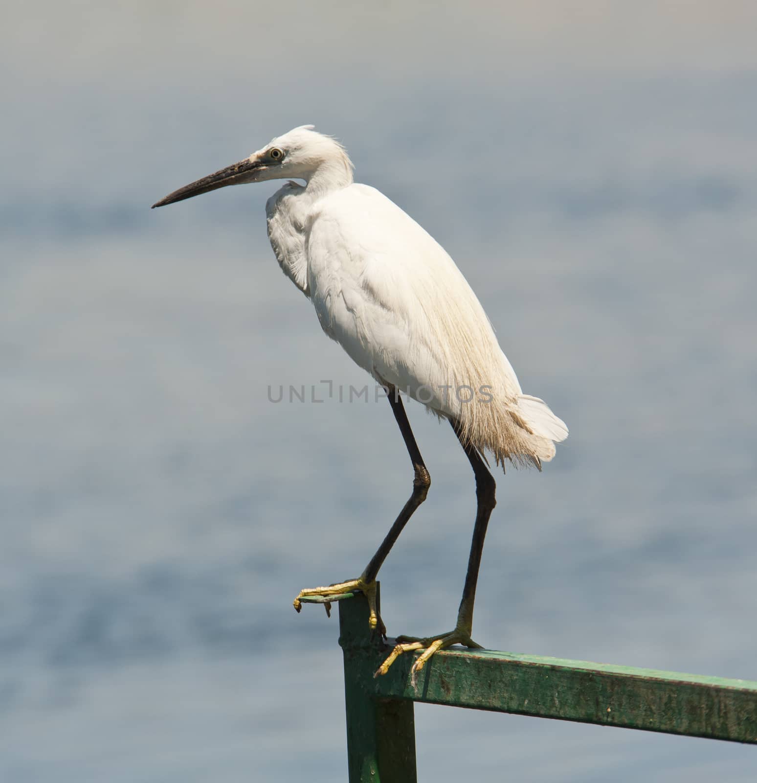 Little egret wild bird perched on a metal railing next to a river