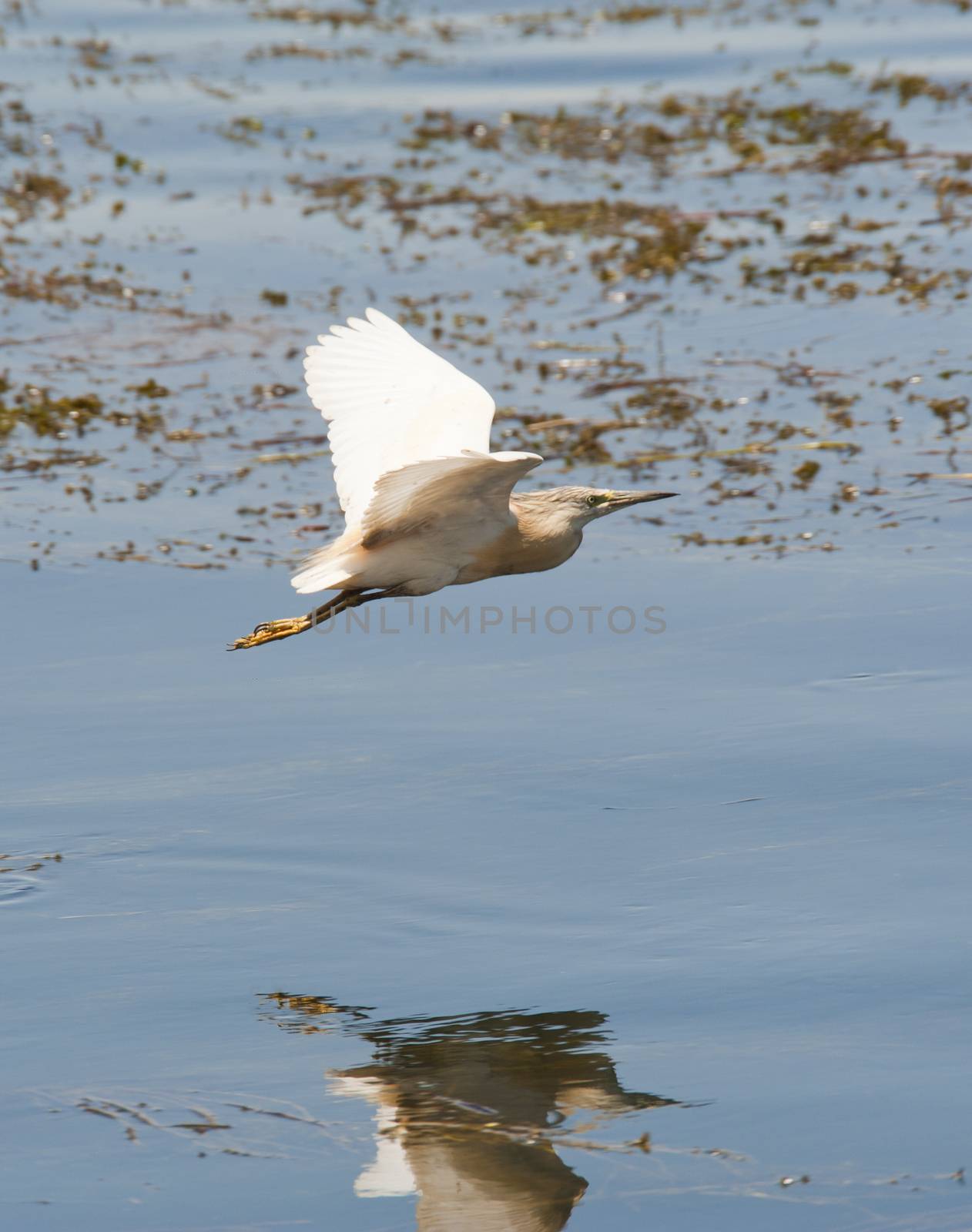 Squacco heron wild bird flying over reeds in the shallow water of a river