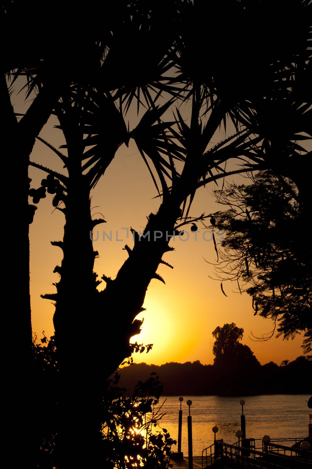 Sunset through palm trees by paulvinten