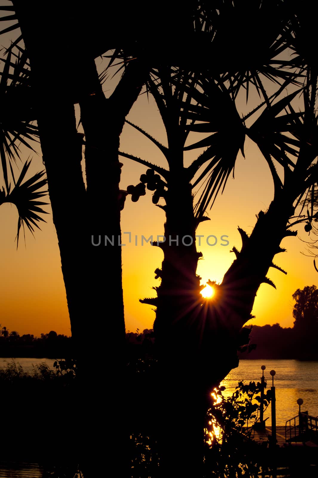 An orange sunset through the branches of tropical palm trees with river in the background