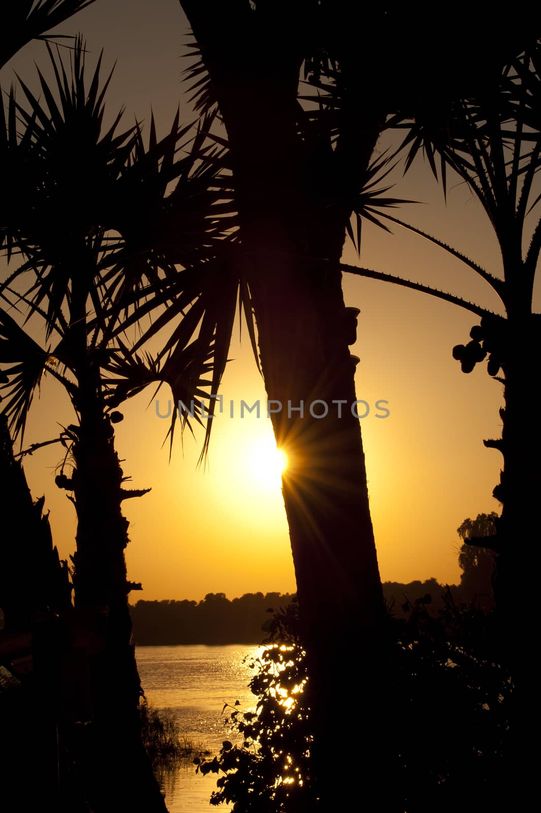 An orange sunset through the branches of tropical palm trees with river in the background