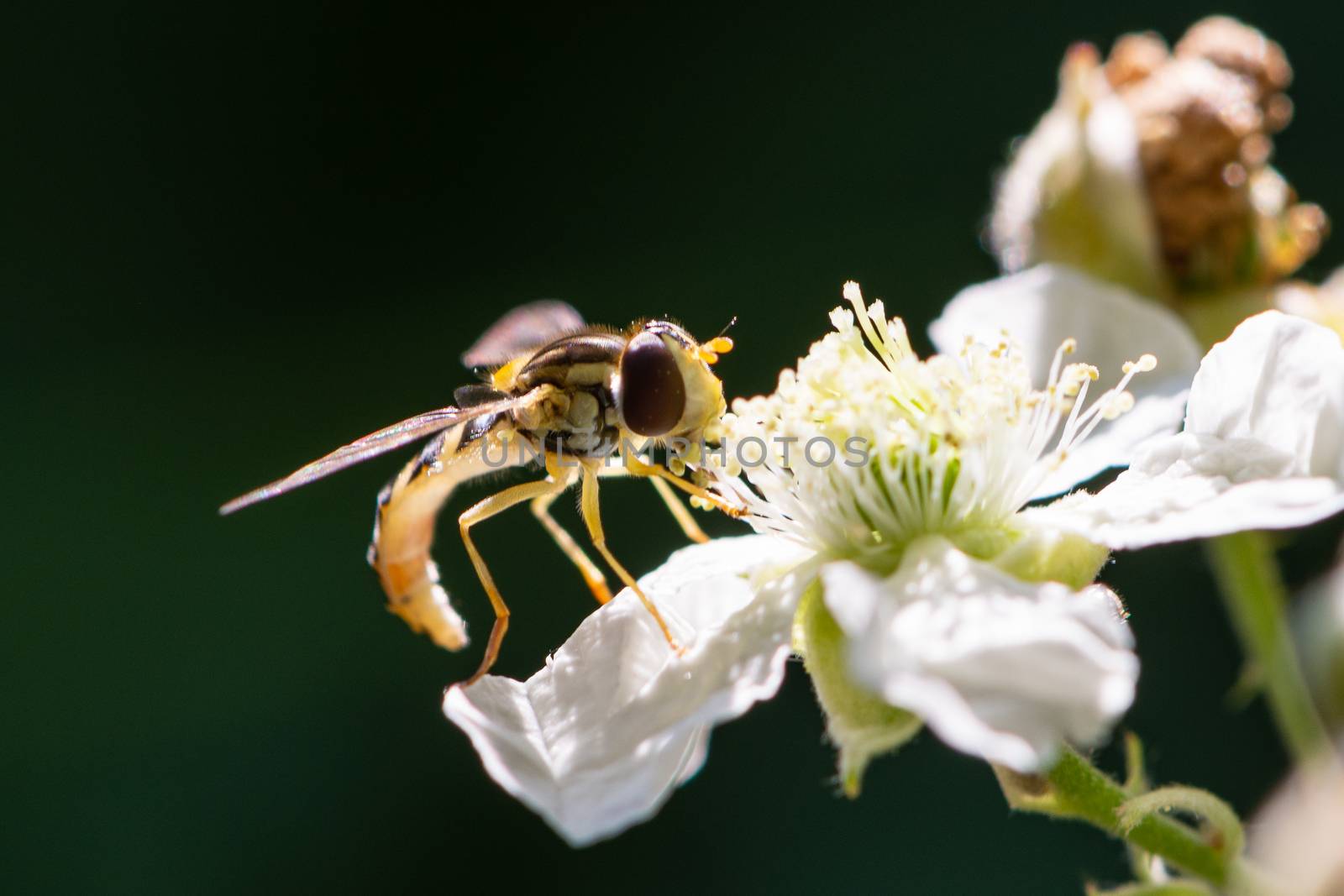 Hoverfly is laying on a white flower, image with a dark backgrou by brambillasimone