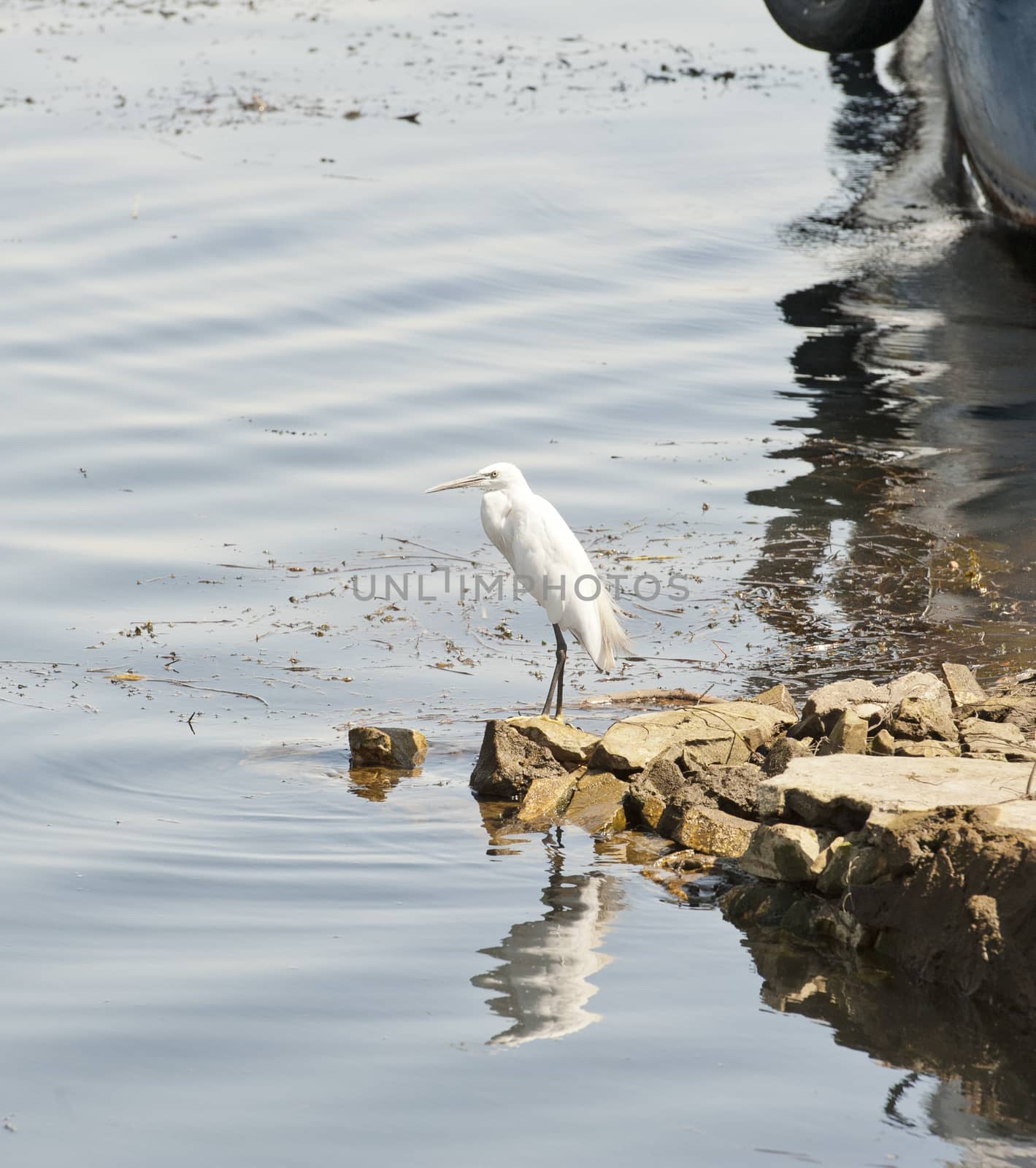 Little egret stood at the edge of a river with reflection