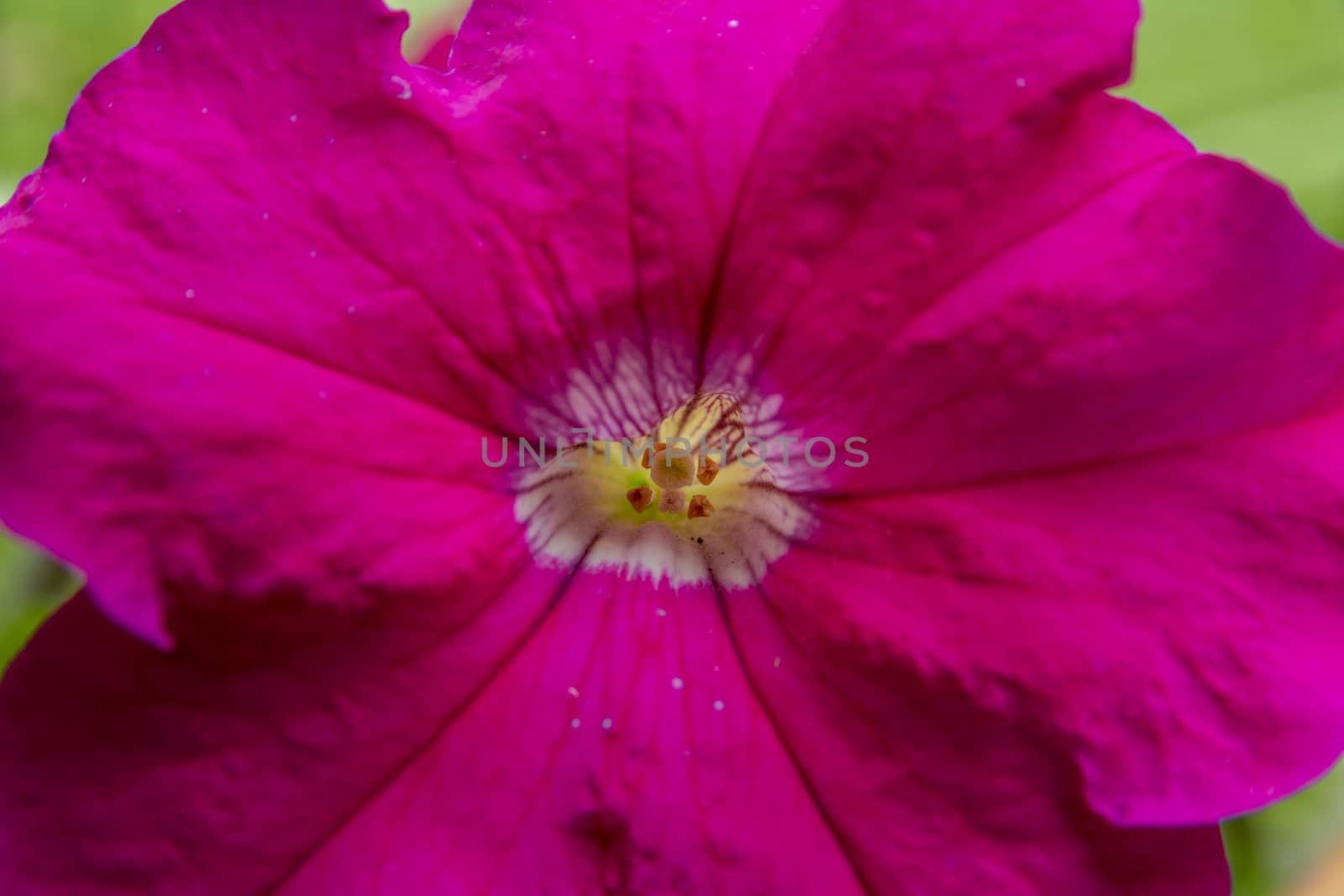Closeup of pink Petunia flower with Stigma pistillum and Anther androecium. Flower in nature.