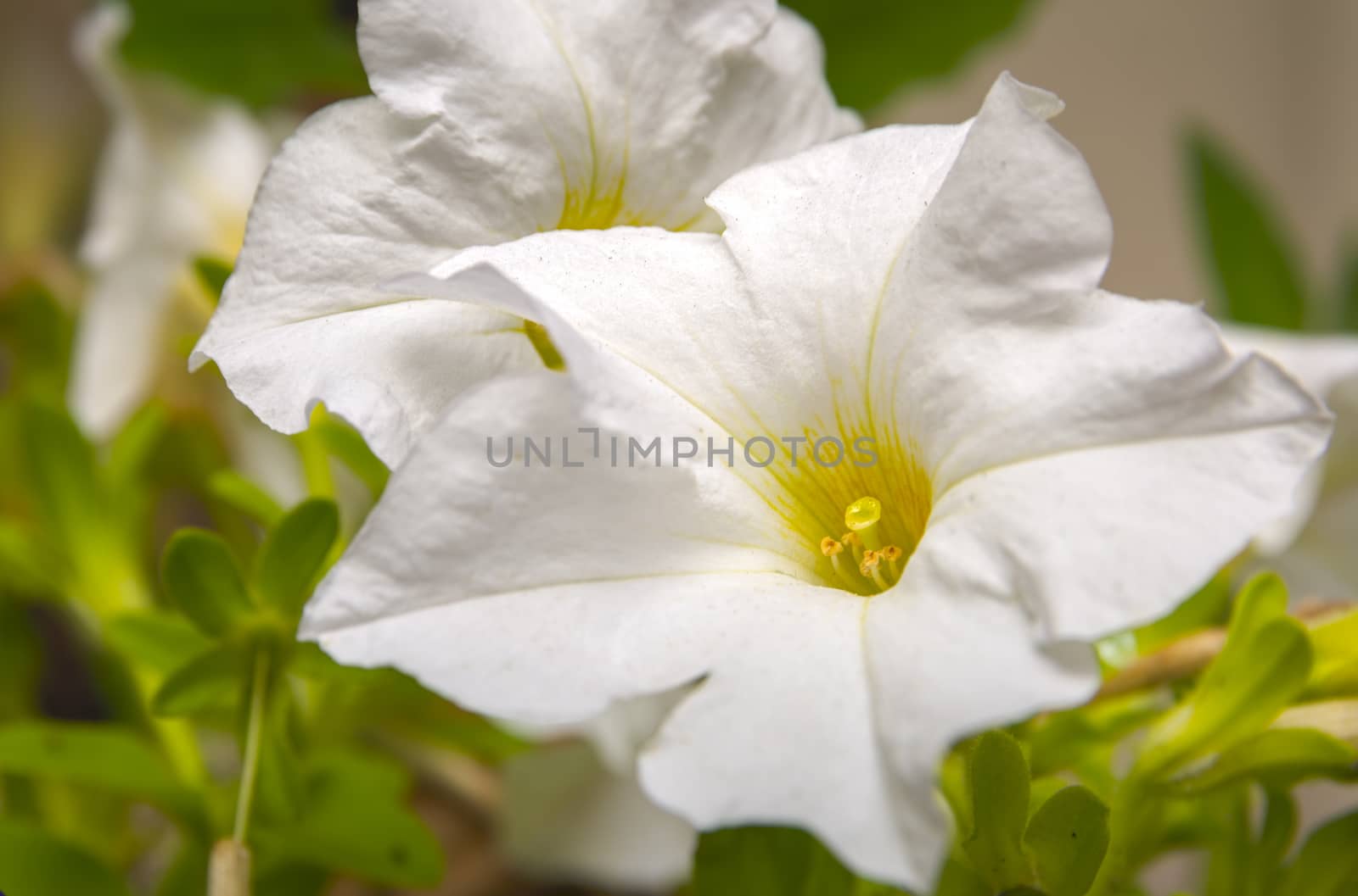 Closeup of white Petunia flower with Stigma pistillum and Anther androecium. Flower in nature.