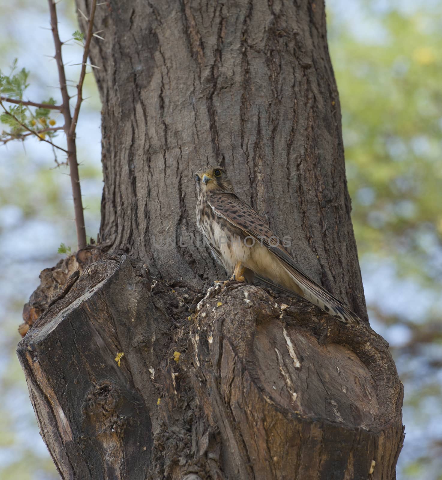 Female common kestrel perched on the trunk of a tree