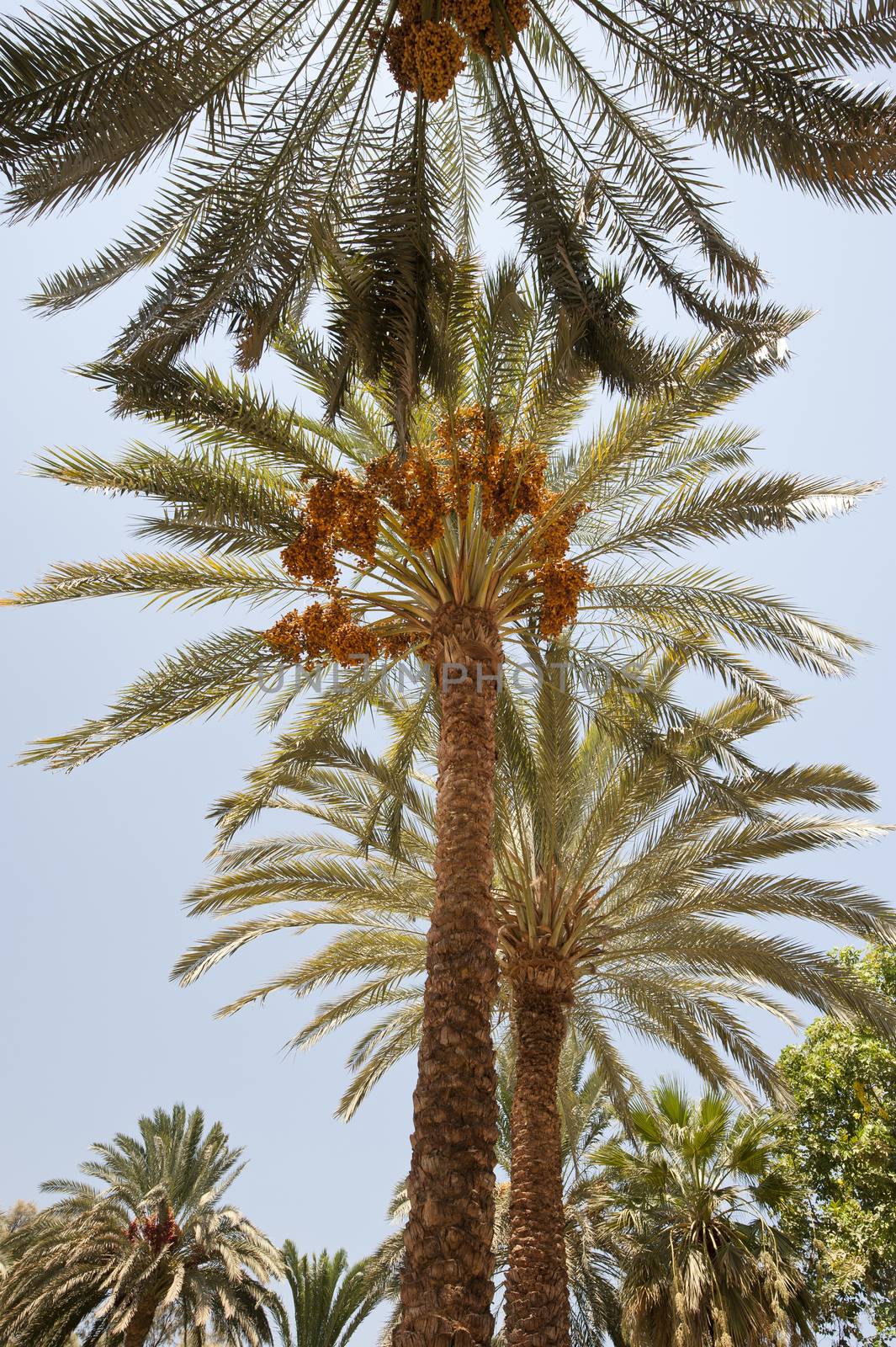 Canopy of date palm trees phoenix dactylifera with dates in the sun
