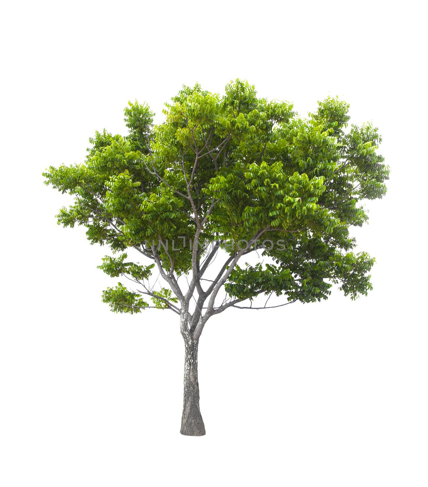 Beautiful green tree isolated on white background.