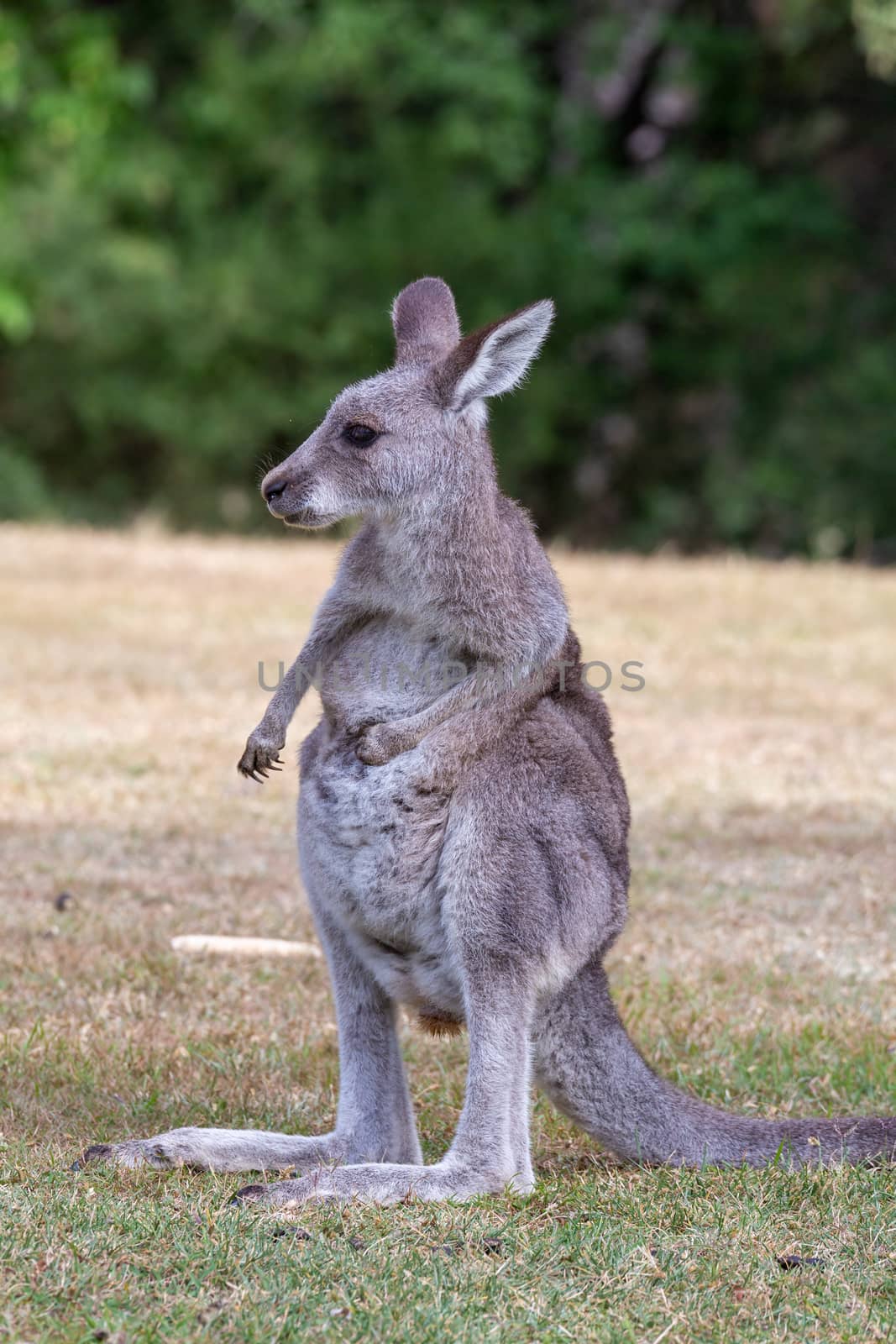 Juvenile kangaroo on a grassy area near bush land by lovleah