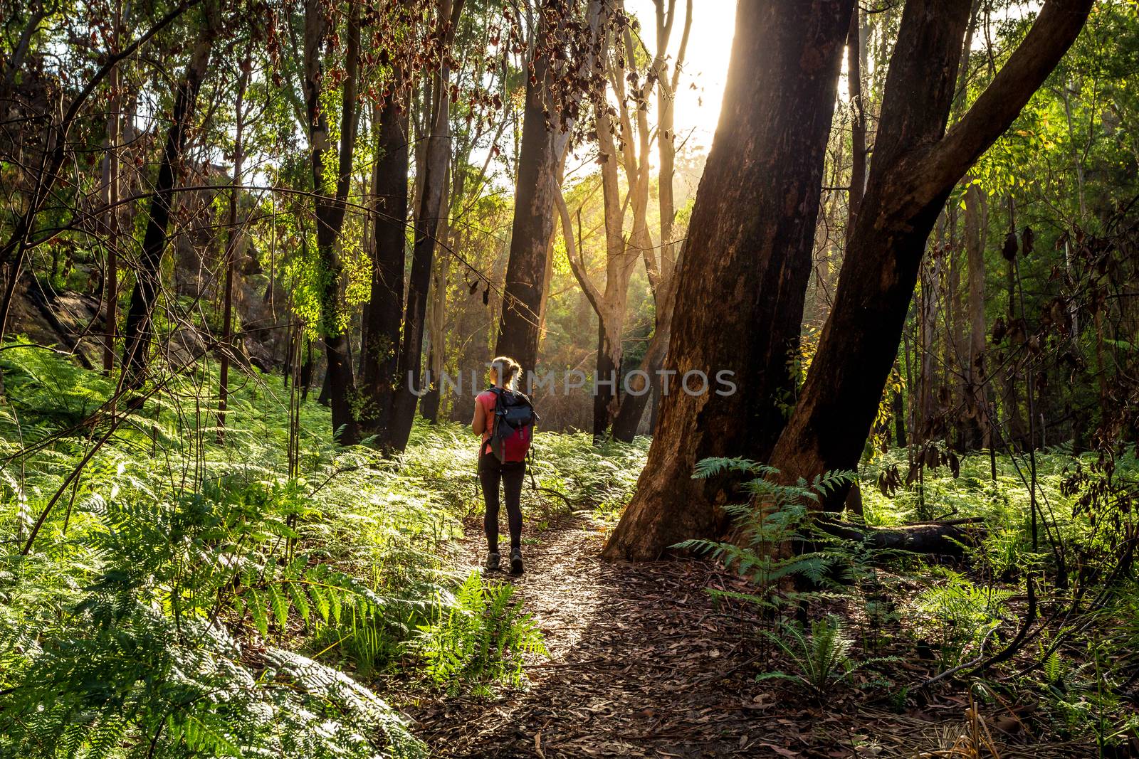 Hiker walking along a trail in Australian bushland, sunlight filtering through tall trees