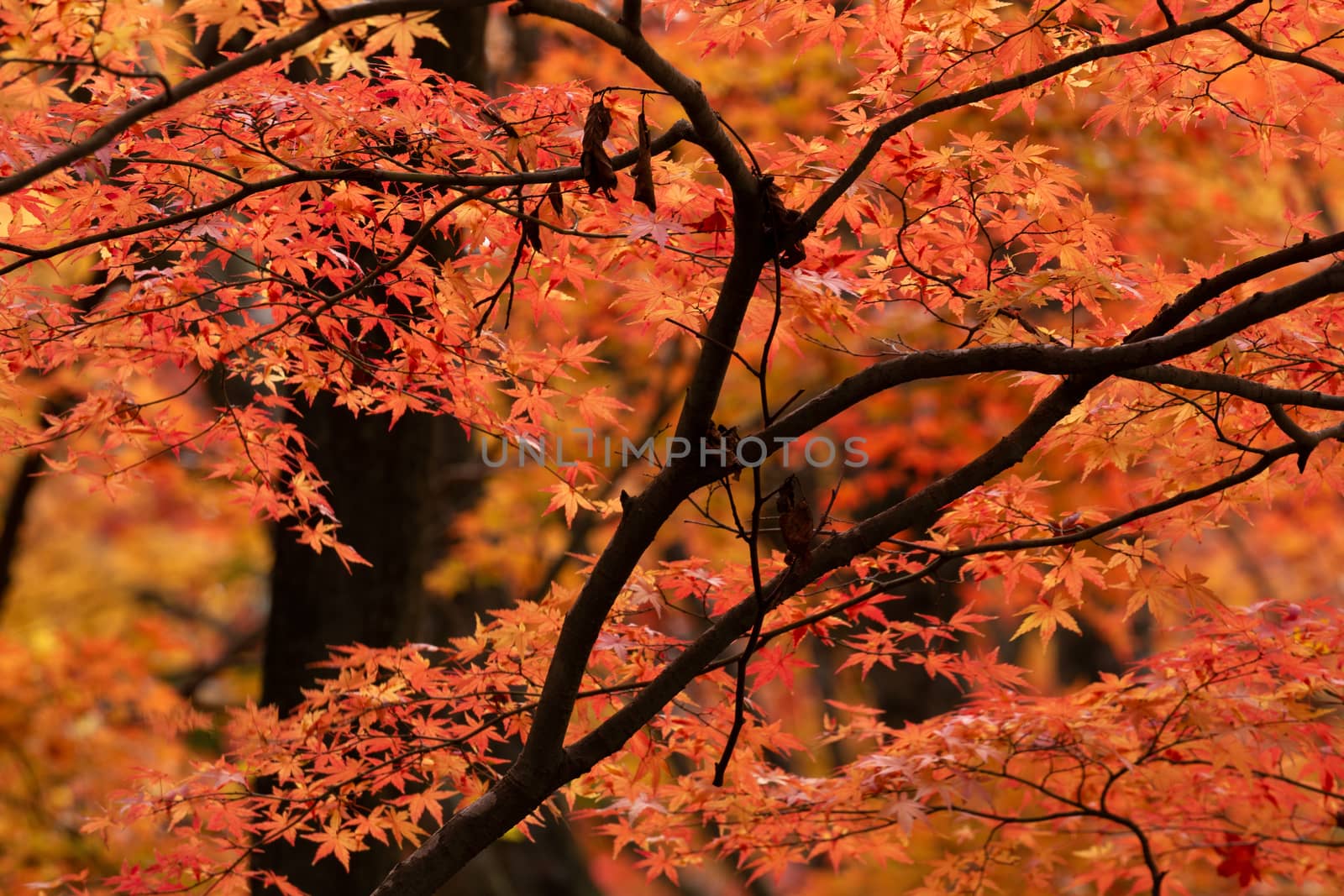 Branches of vibrant reds and orange coloured leaves in the Autumn season