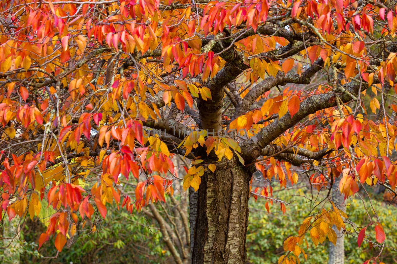Deciduous tree with leaves in various tones from red to green by lovleah