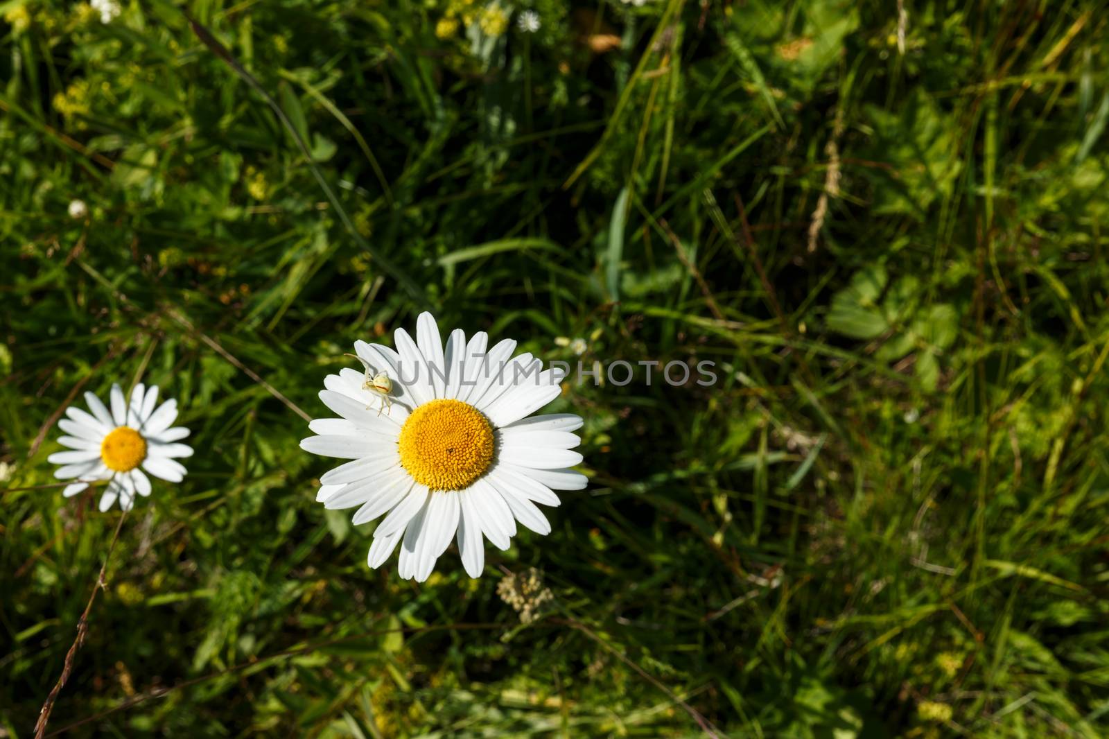 Little spider on chamomile by Mieszko9