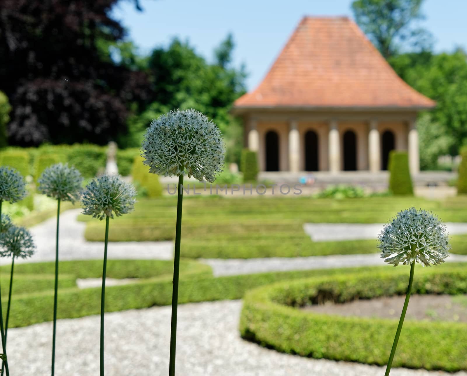 Ornamental garlic (Allium karataviense) in a baroque garden in front of a deliberately blurred pavilion by geogif