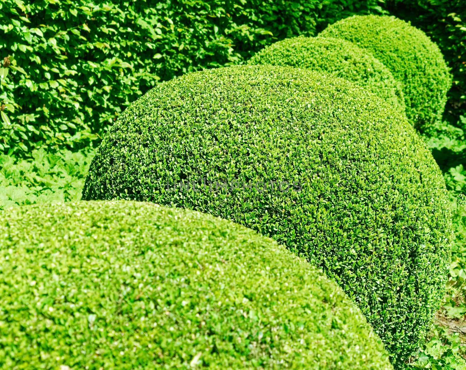 Row of ball-round pruned box trees in a garden by geogif