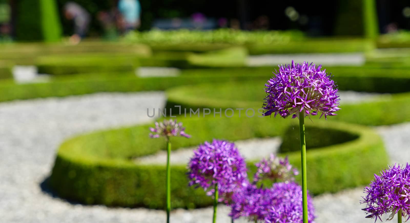 Purple ornamental garlic (Allium hollandicum) with low depth of field in front of a baroque garden, Germany