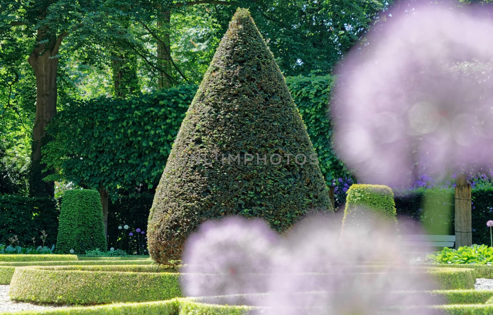 Box tree cut in the shape of a wedge like a triangle with blurred flowers in the foreground, Germany