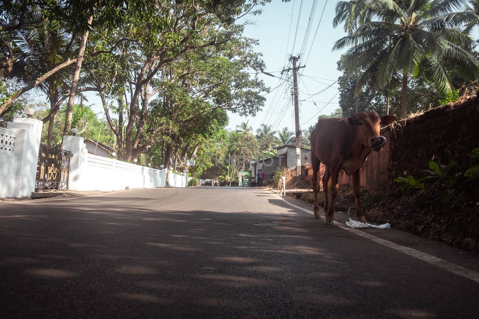 Cow Walking On Road Amidst Trees