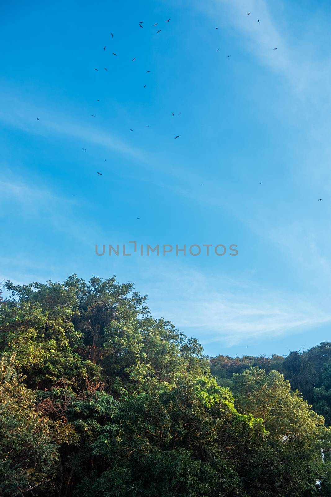 Birds circling over the forest in Goa, India