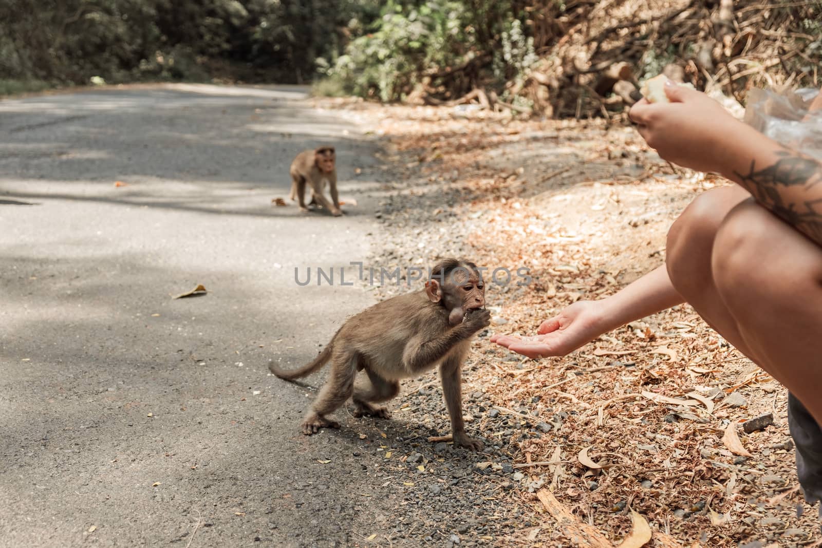 Ladies giving the food to the monkey by snep_photo