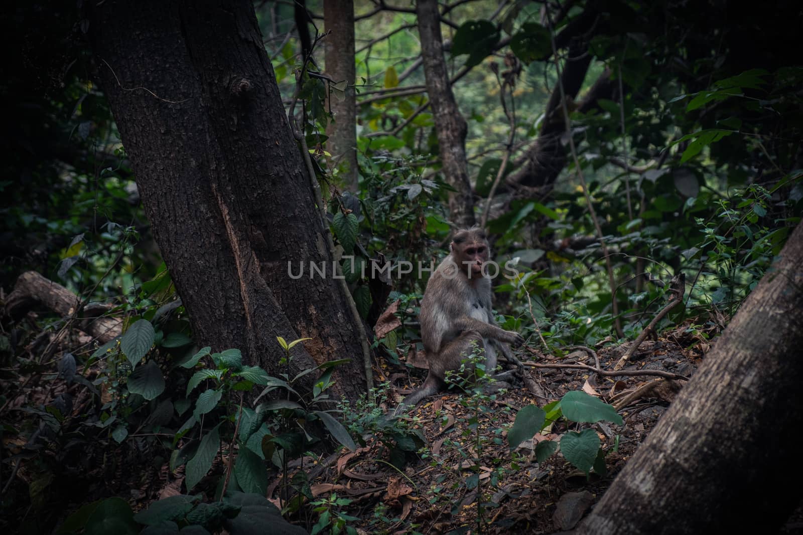 Monkey Sitting On the Ground by snep_photo