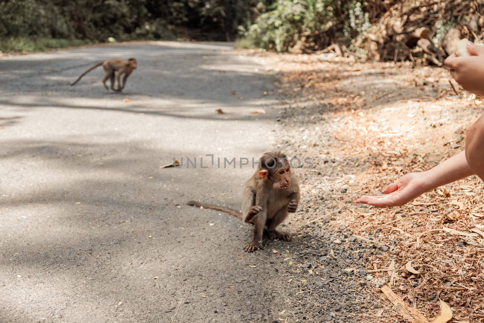 Ladies giving the food to the monkey in the jungle on the road. India, Goa. Body part
