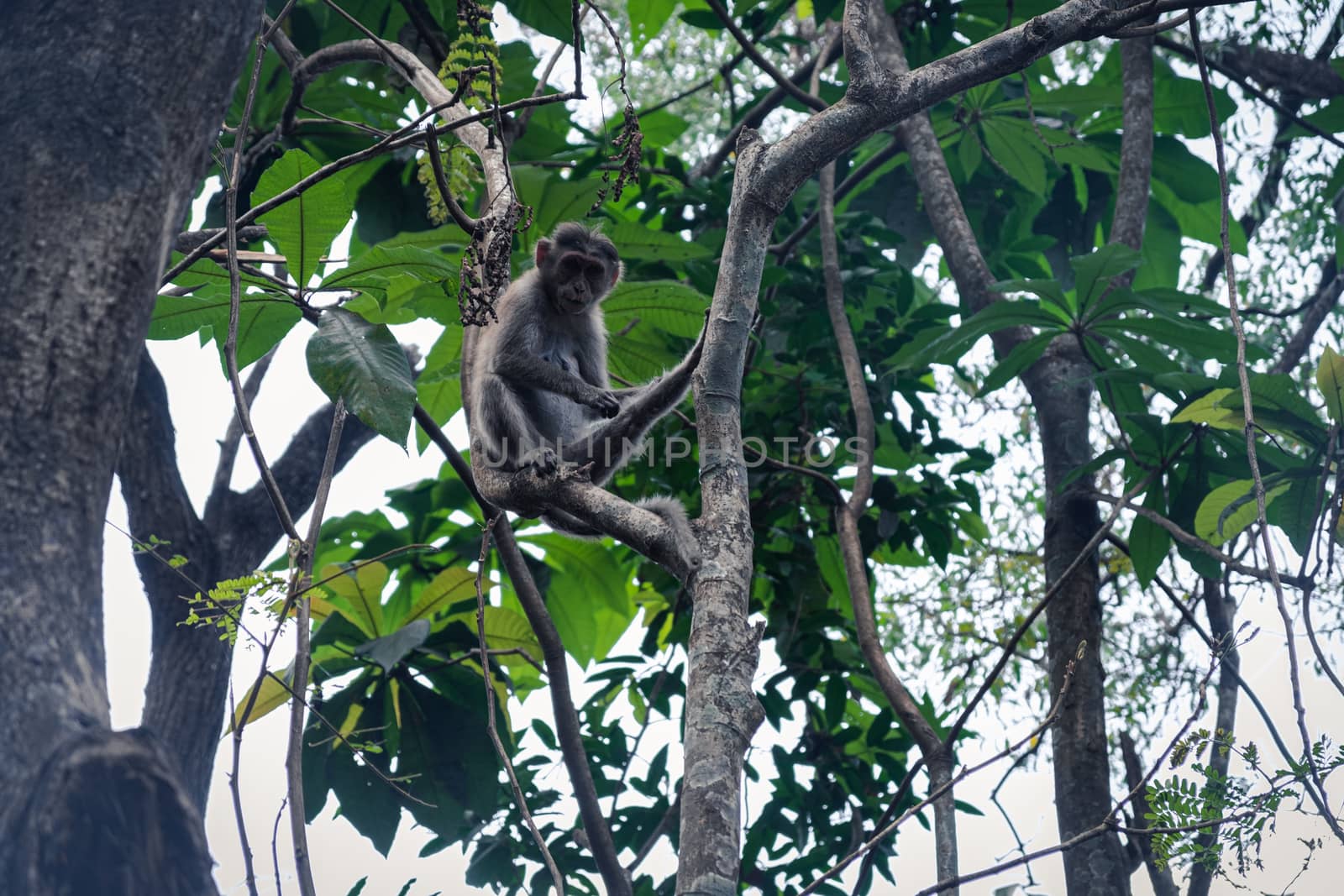 Low Angle View Of Monkey On Branch