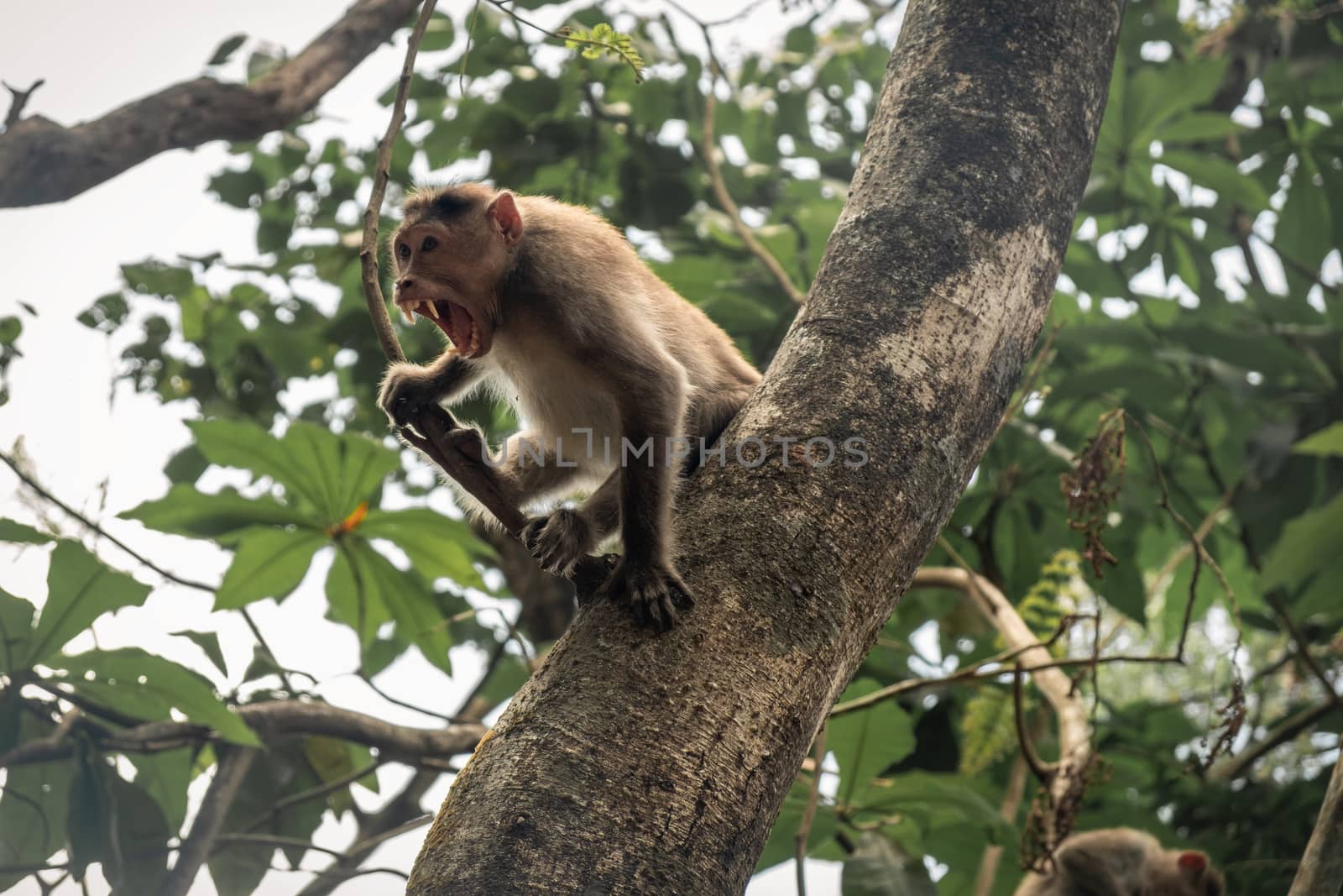 Low Angle View Of Monkey With Mouth Open On Tree