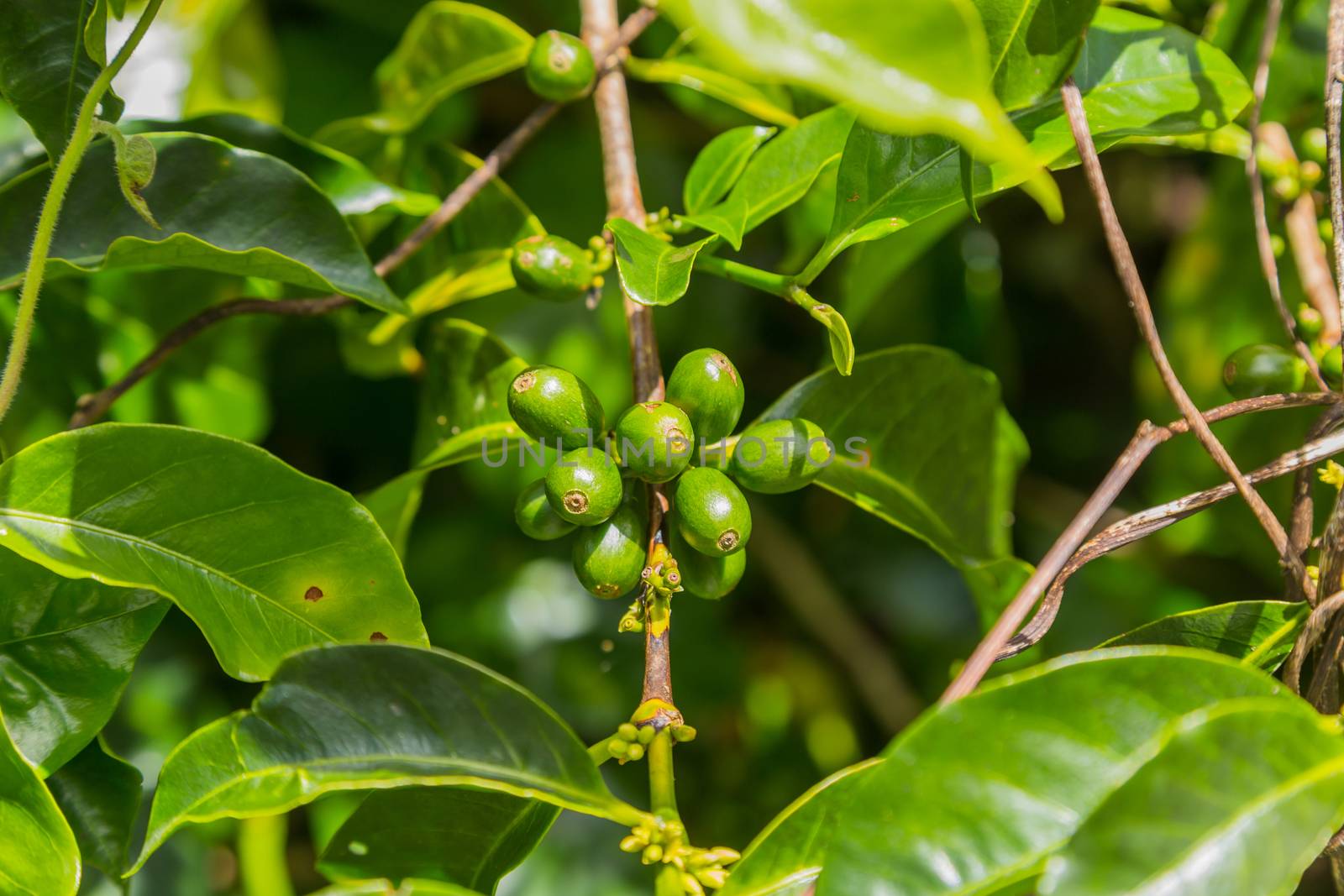 Raw green coffee beans, in Panama