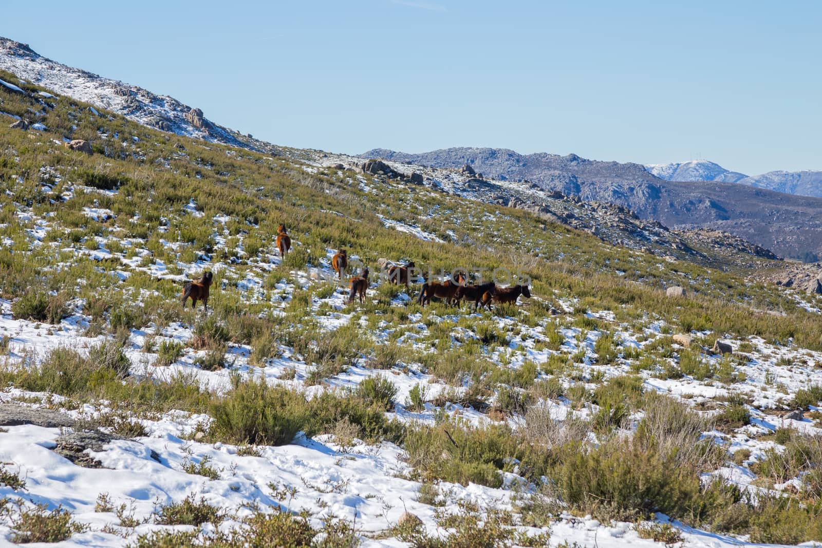 Wild horses pasturing at the mountains in the north of Portugal and Spain. Xures Mountains