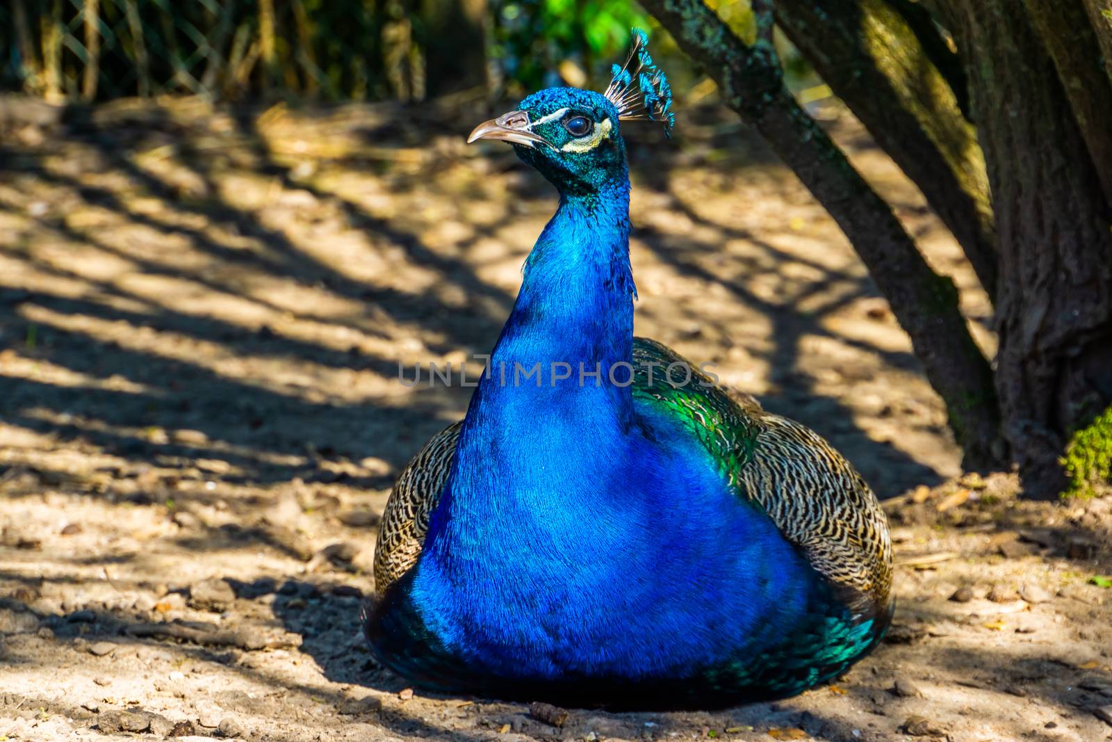 beautiful closeup portrait of a indian peacock, popular ornamental bird specie from Asia