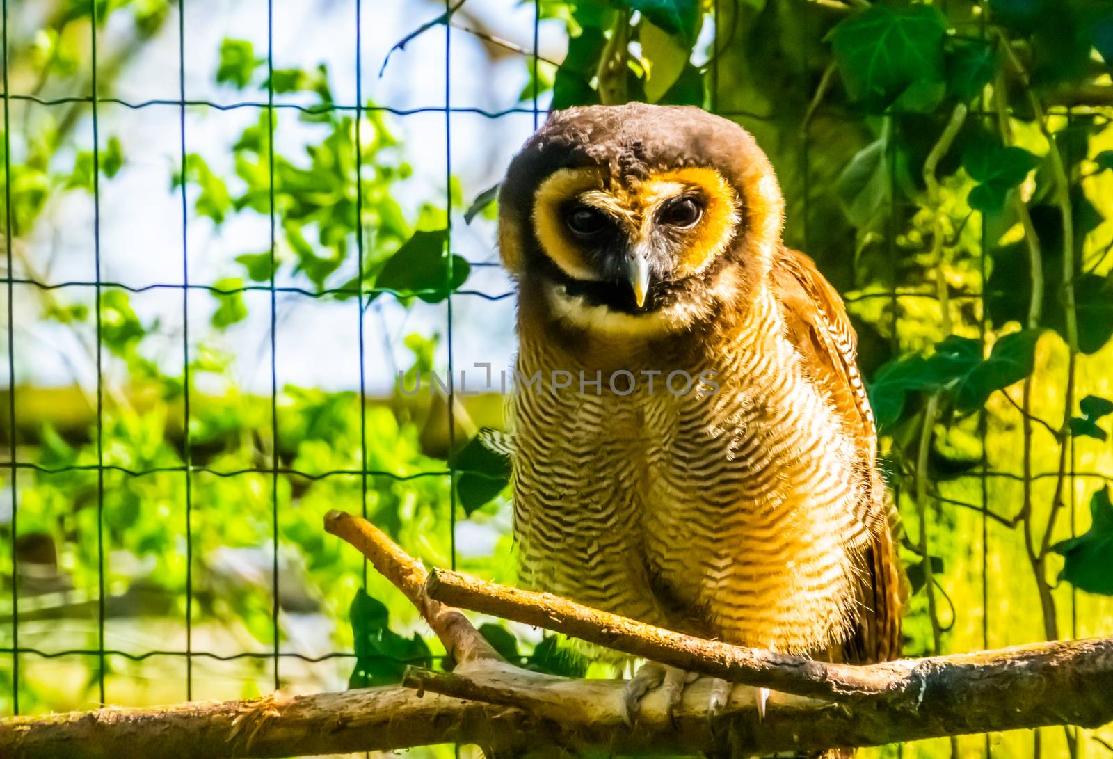 closeup portrait of a brown wood owl sitting on a branch, tropical bird specie form Asia by charlottebleijenberg