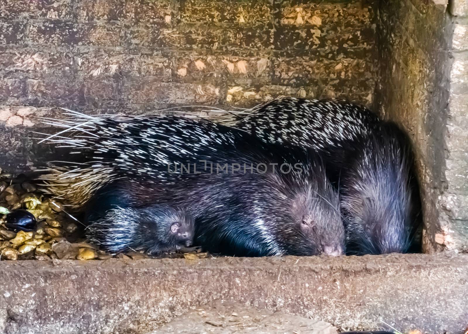 family portrait of a crested porcupine couple with a juvenile, tropical animal specie from Africa