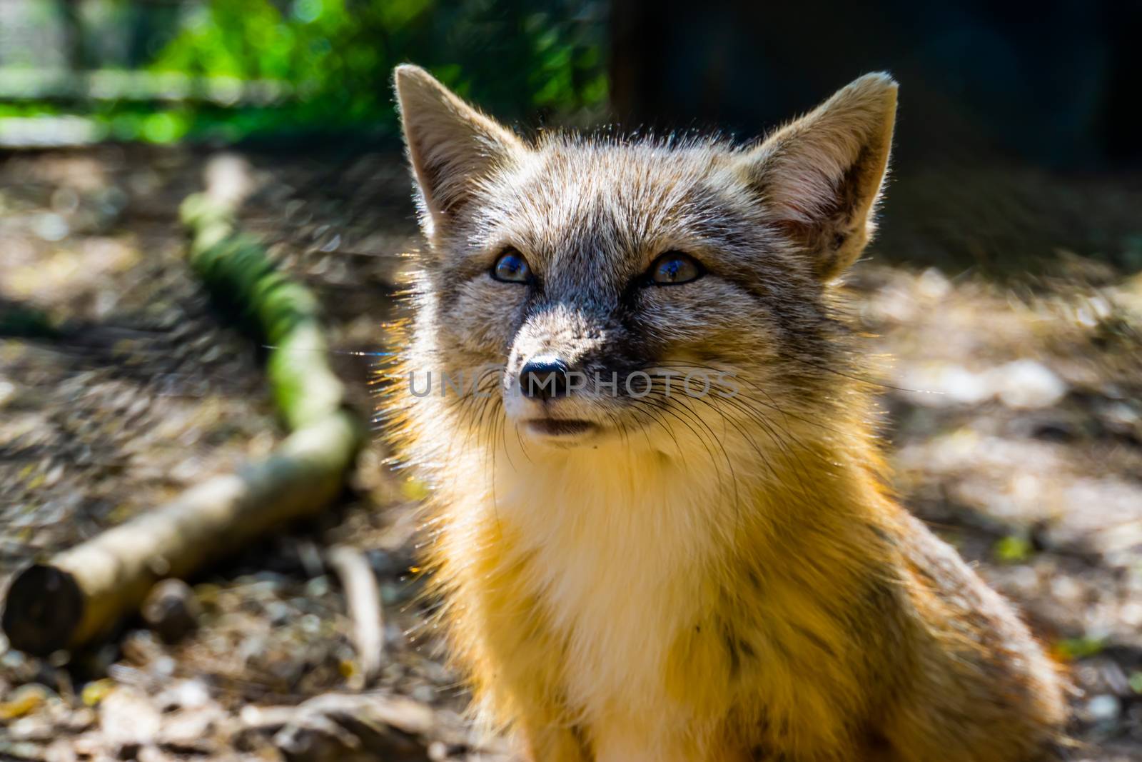 cute corsac fox with its face in closeup, tropical wild dog specie from Asia