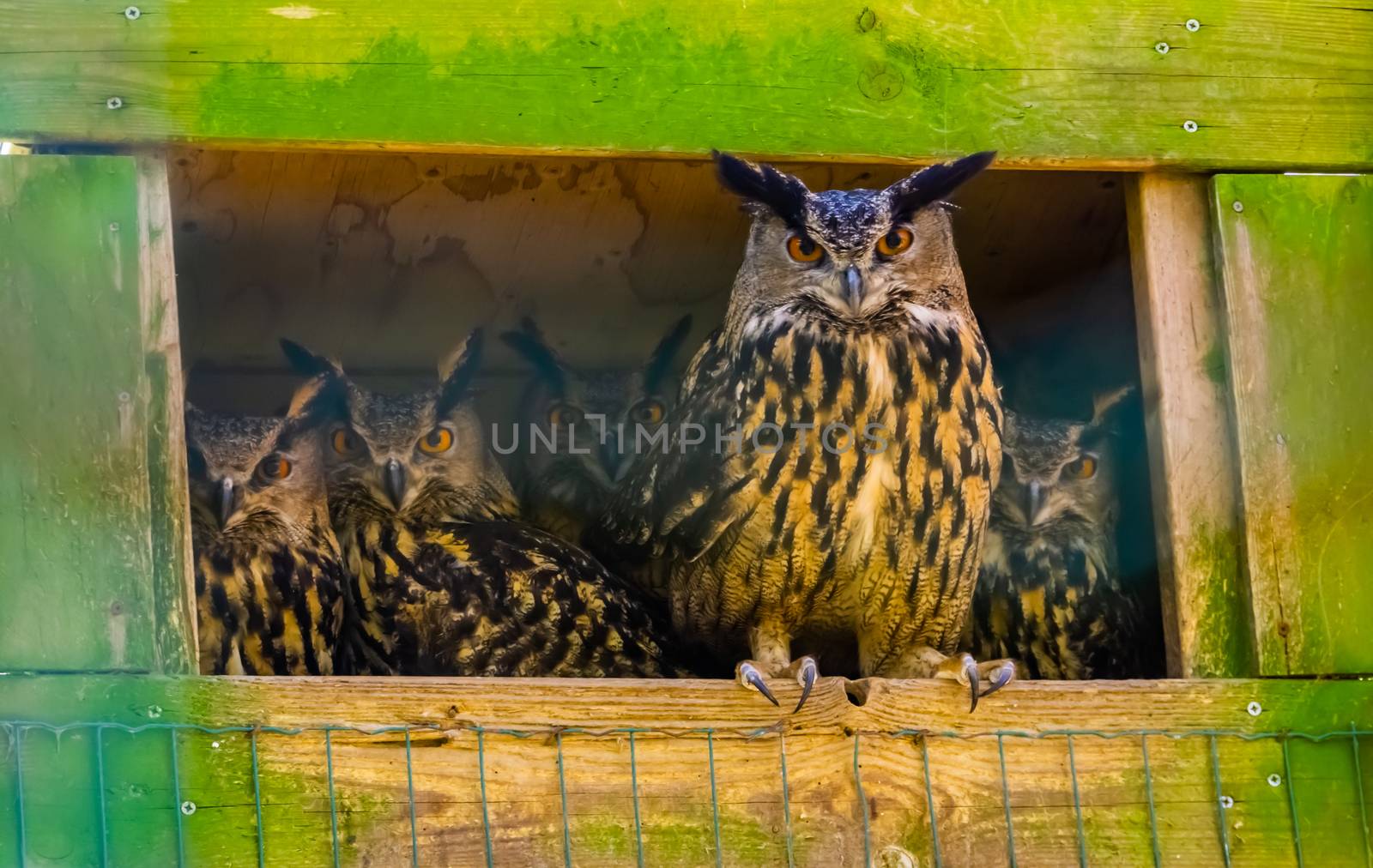 family of eurasian eagle owls together, popular bird specie form Eurasia by charlottebleijenberg