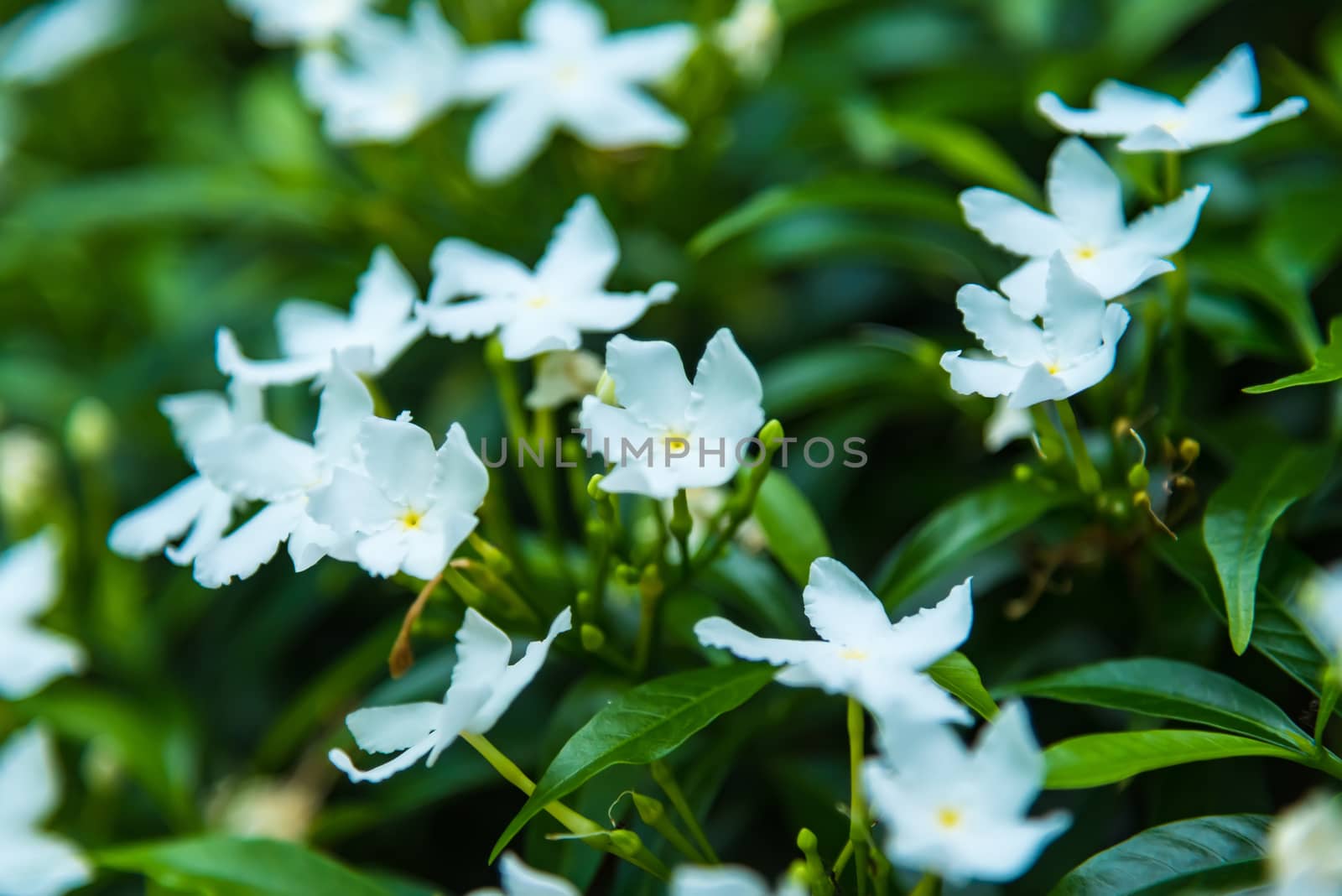 White common gardenia flower in front of blurred flowers