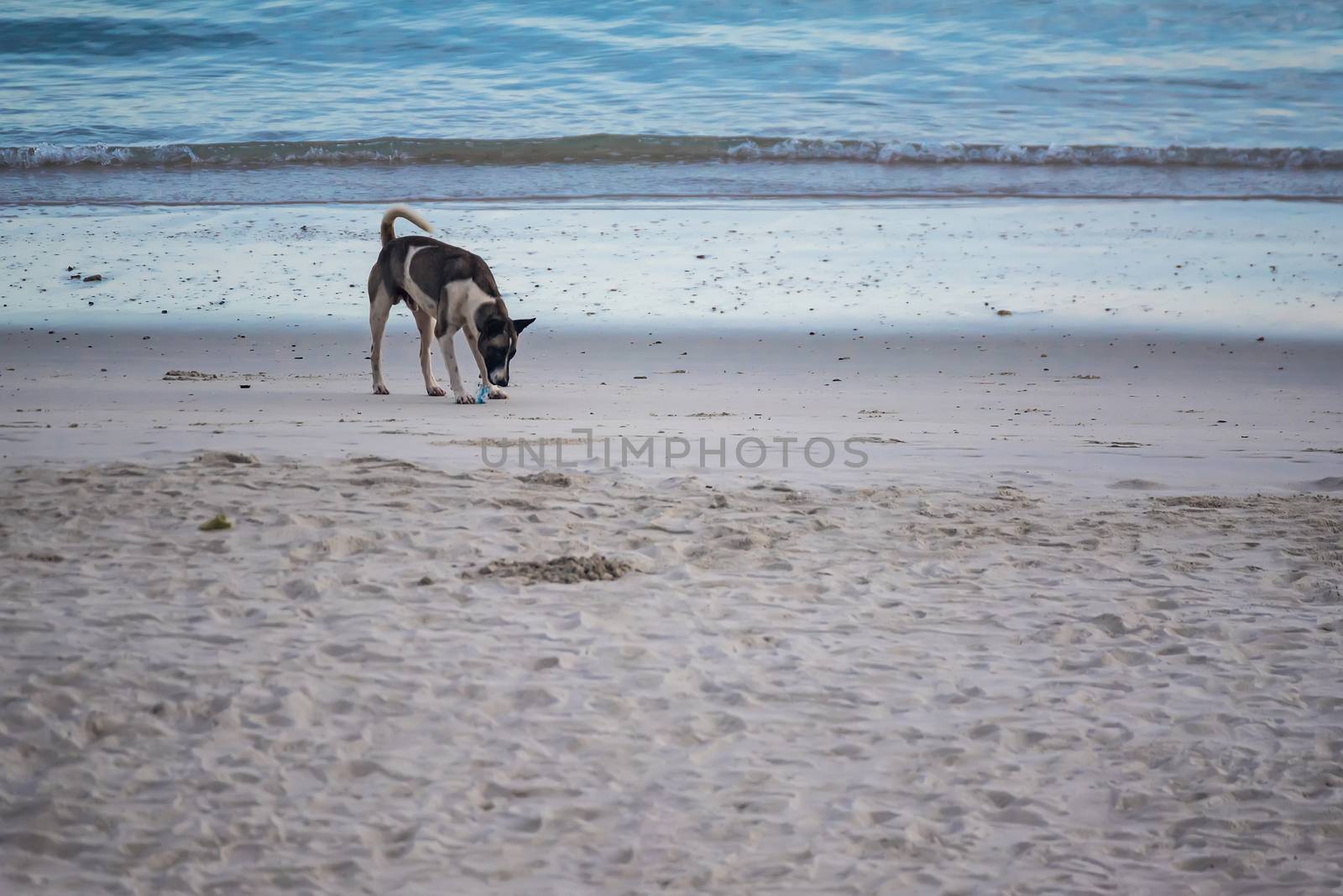 Homeless dogs on the beach by Bubbers