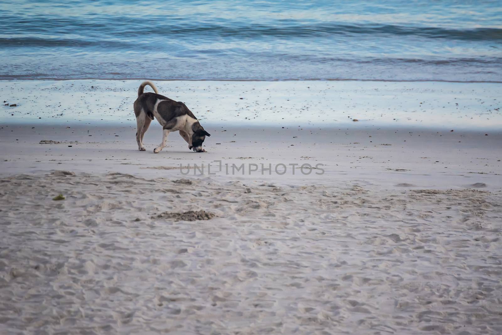 Homeless dogs on the beach