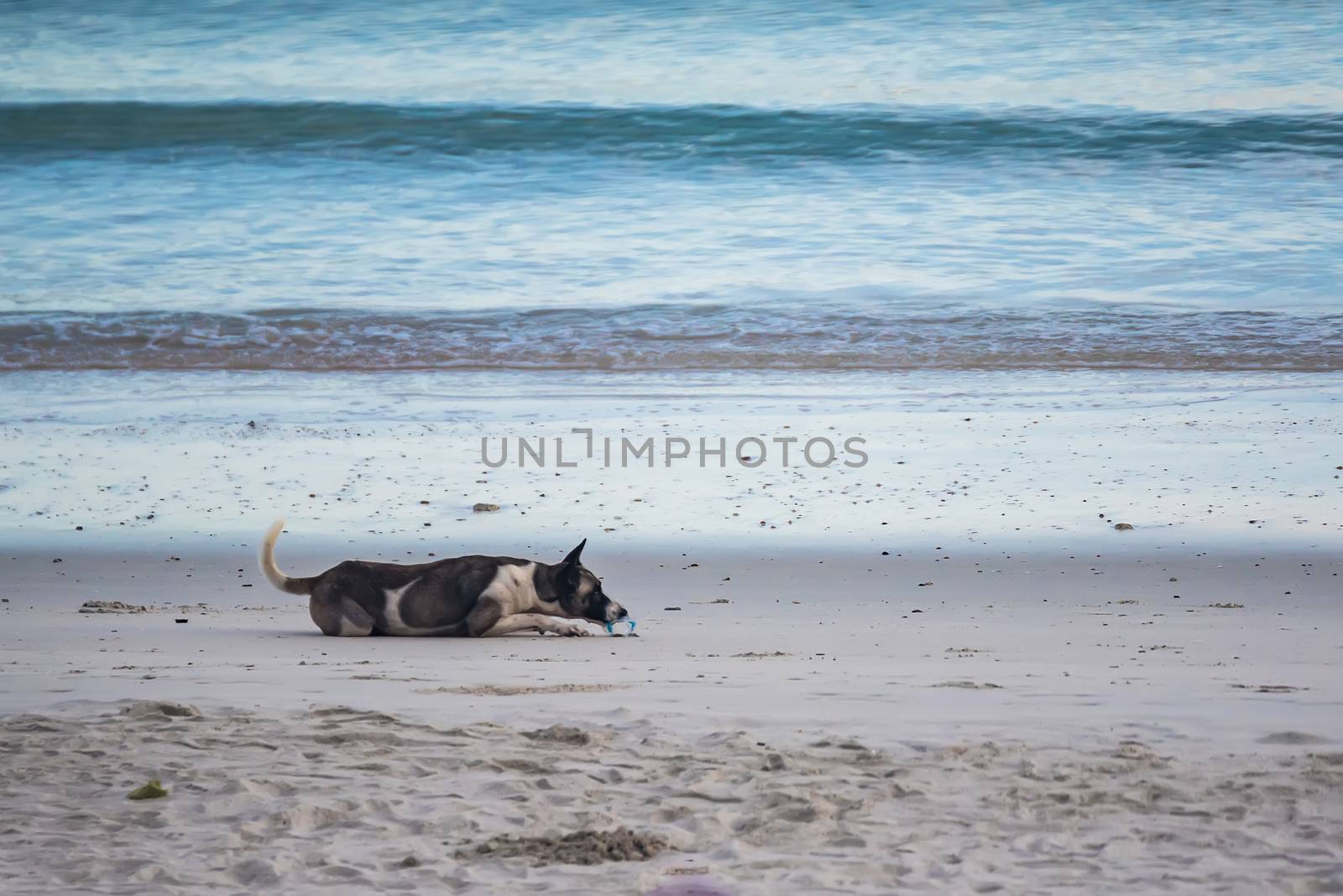 Homeless dogs on the beach