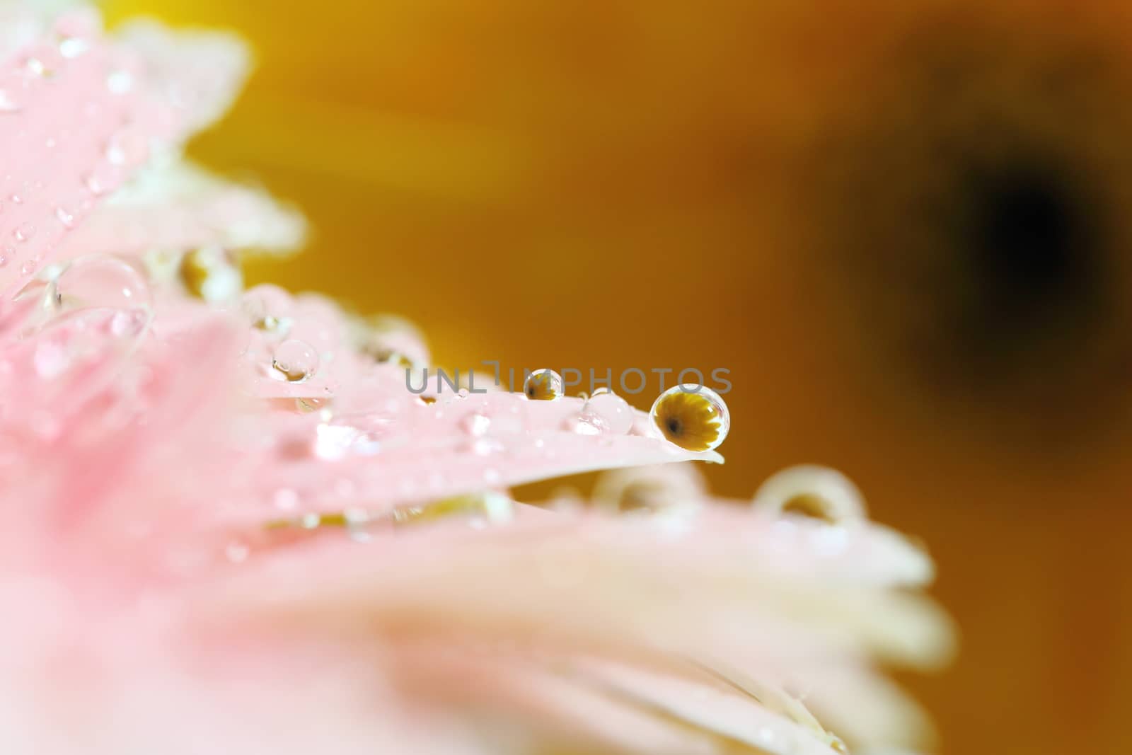 Gerbera flowers with raindrop