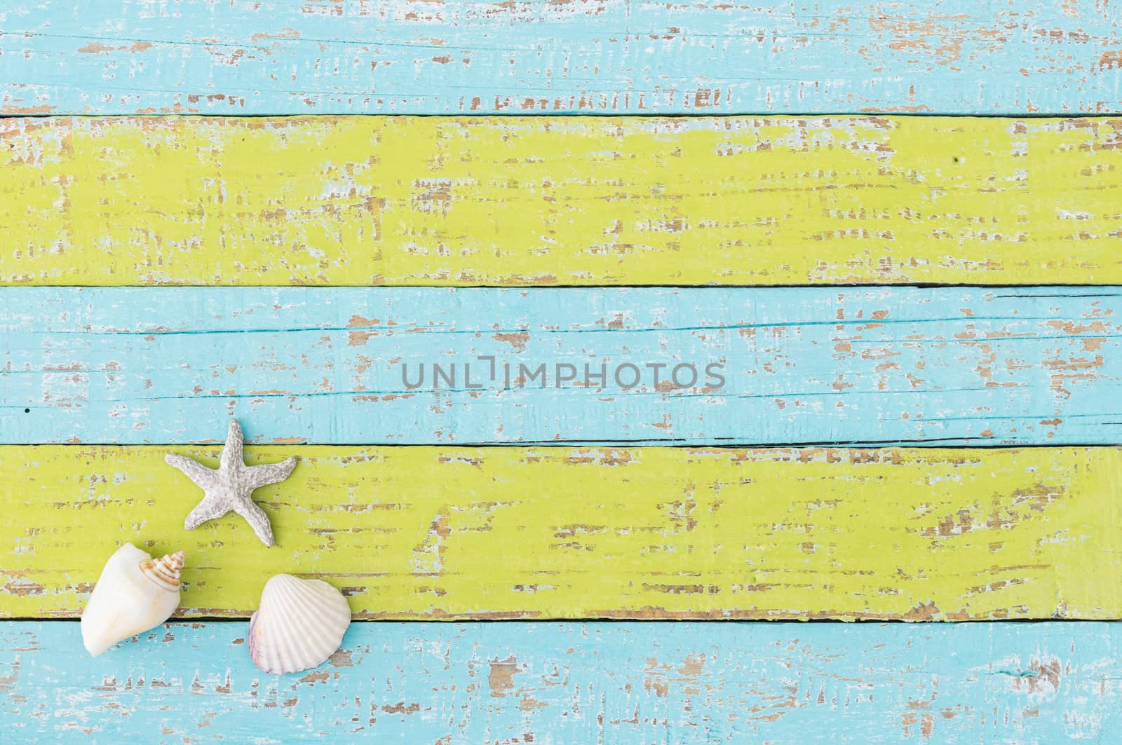 Seashells and starfish on colored wooden background with copy space
