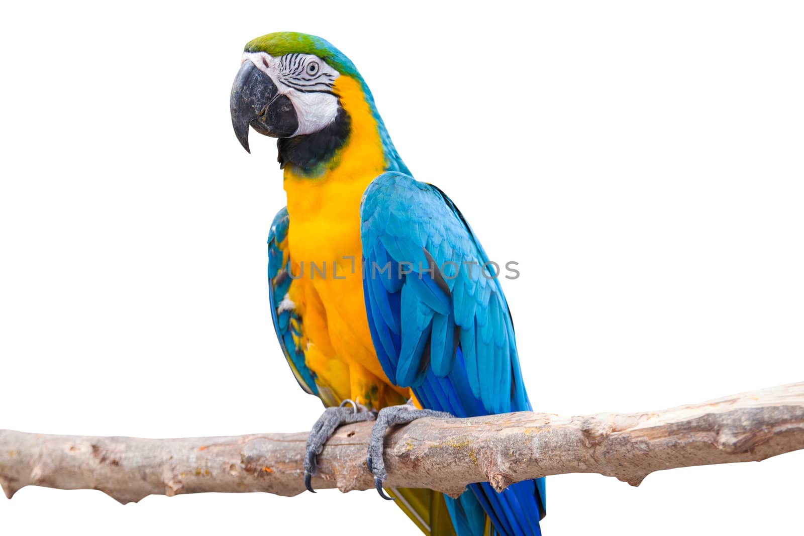 Bird Blue-and-yellow macaw standing on branches isolated white background.