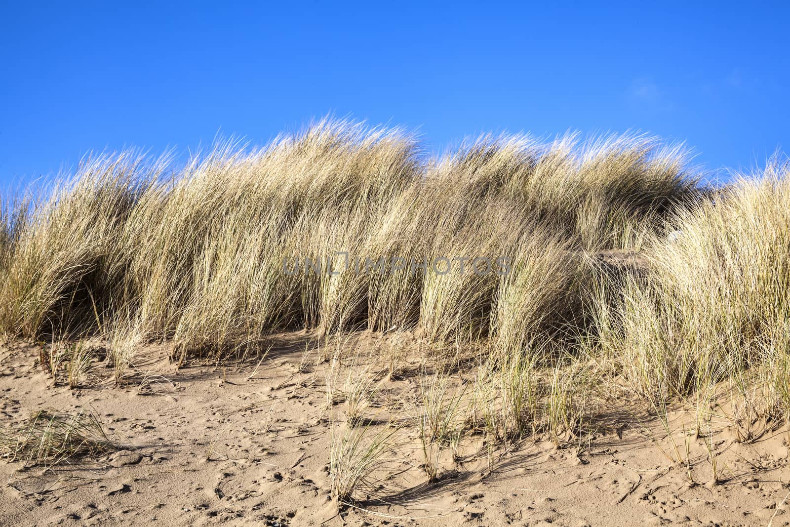 Sand dune at the beach of Burry Port Carmarthenshire Wales UK