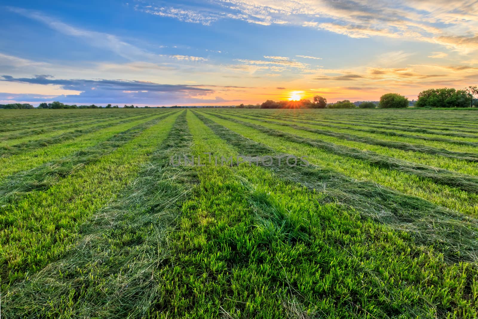 Sunset at cultivated land in the countryside on a summer evening with cloudy sky background. Procurement of food for animals. Combined field. Landscape.