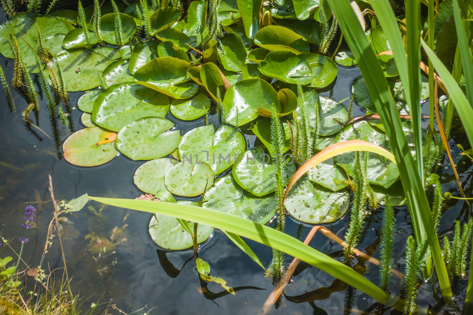 Lily pads on the surface of a large garden pond by paddythegolfer