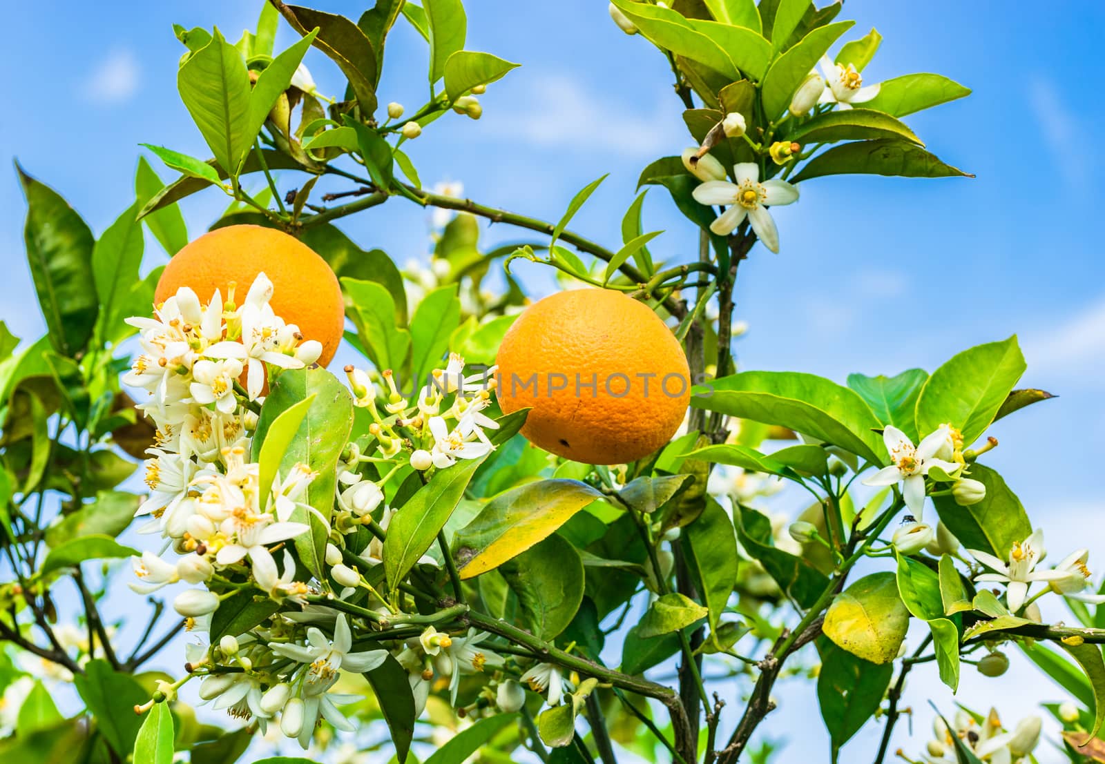 Fresh orange fruits hanging on blooming tree branch