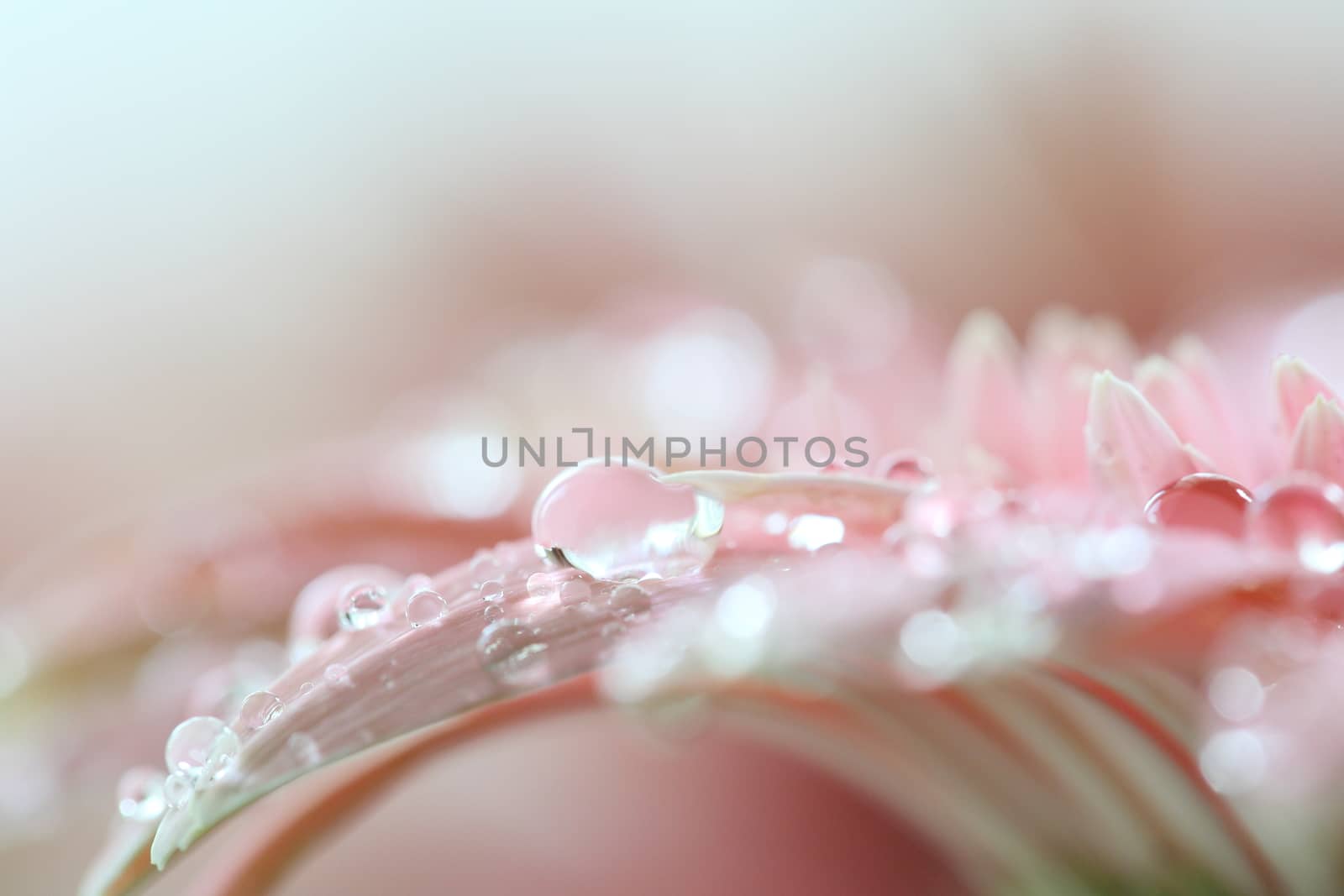 Gerbera flowers with raindrop