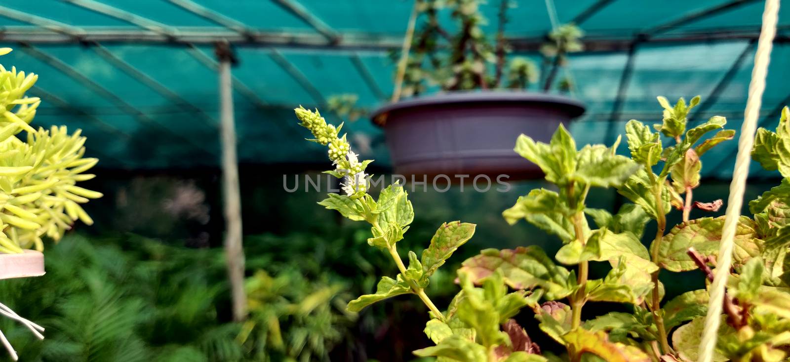Flower of a spearmint plant in a nursery in New Delhi, India by mshivangi92