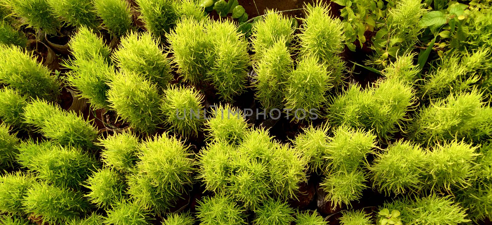 Green Bassia scoparia shrubs and plants from top angle looking like a forest captured with drone inside the plant nursery in New Delhi, India