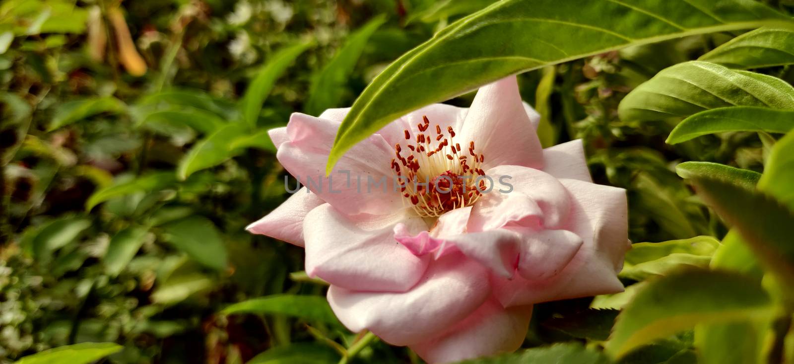 Camellia pink flower hiding under the green leaf inside the plant nursery in New Delhi, India